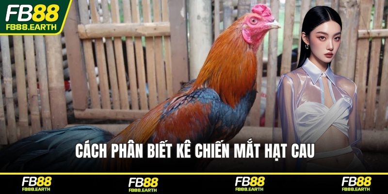 Cách phân biết kê chiến mắt hạt cau