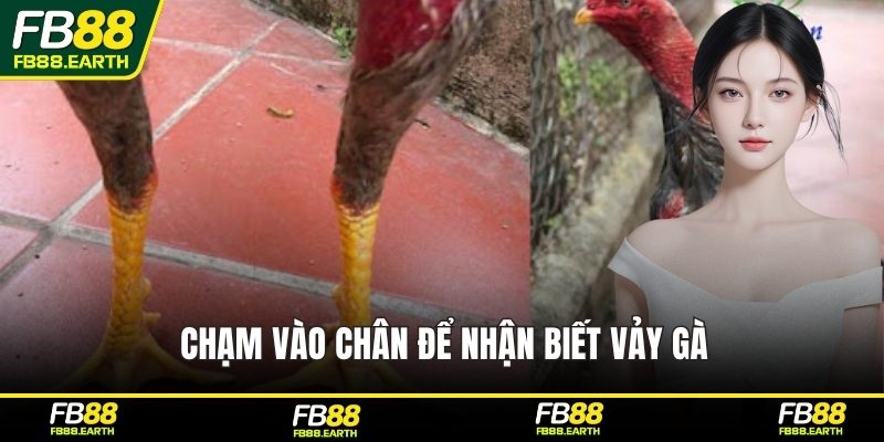 Chạm vào chân để nhận biết vảy gà
