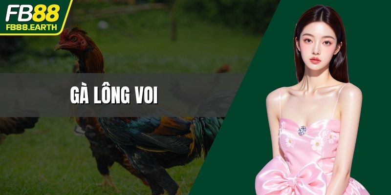 gà lông voi