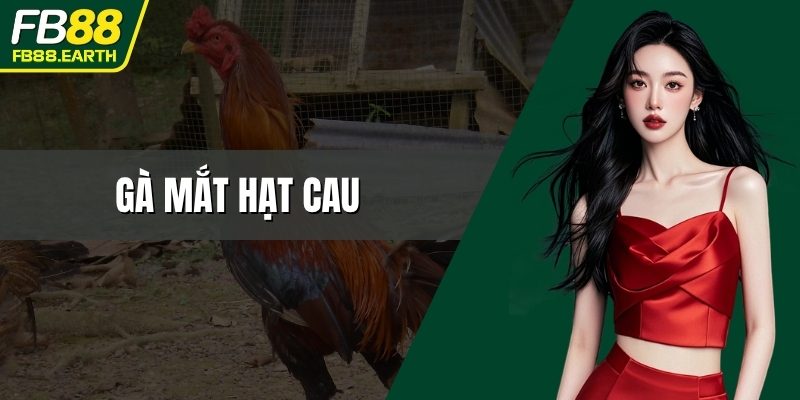 gà mắt hạt cau