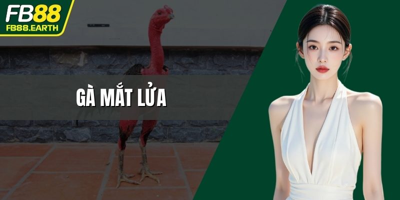 gà mắt lửa