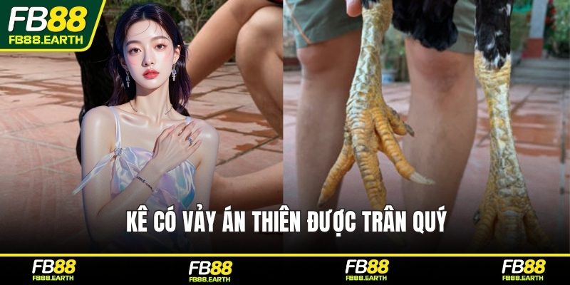 Kê có vảy án thiên được trân quý