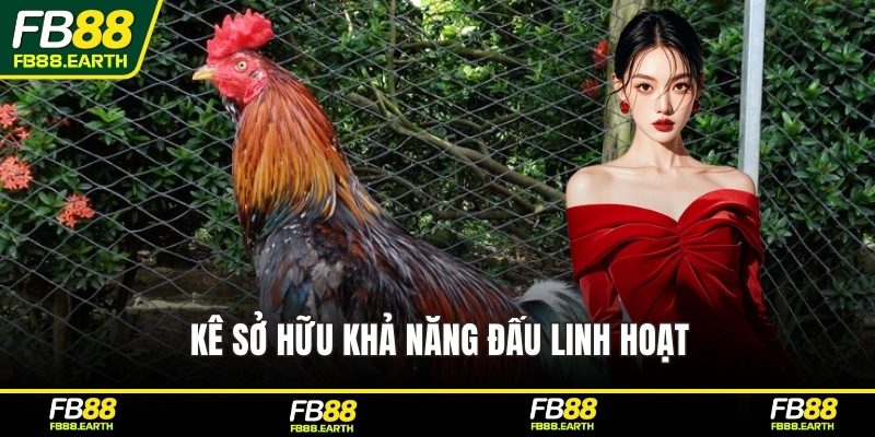 Kê sở hữu khả năng đấu linh hoạt