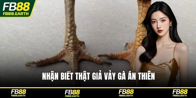 Nhận biết thật giả vảy gà án thiên