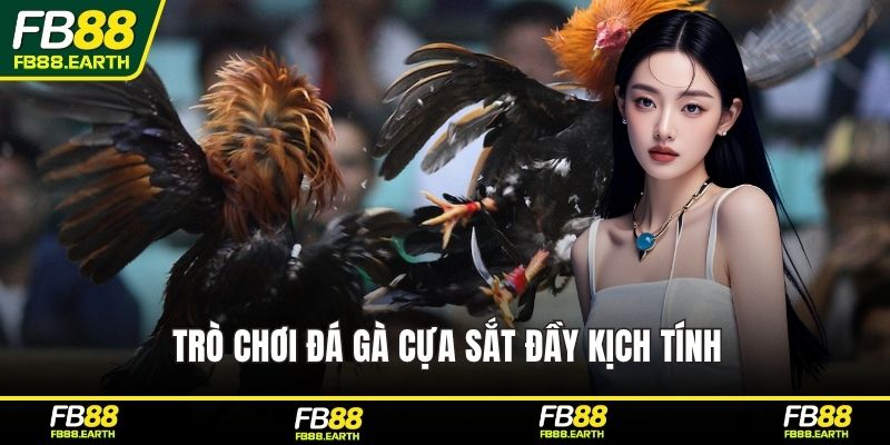 Trò chơi đá gà cựa sắt đầy kịch tính