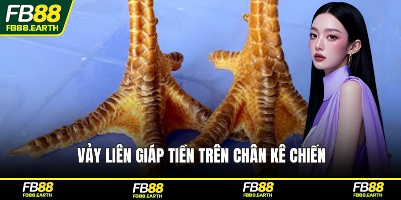 Vảy liên giáp tiền trên chân kê chiến