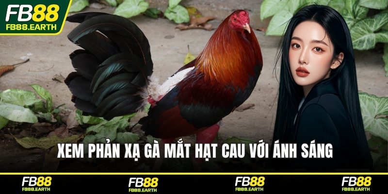 Xem phản xạ gà mắt hạt cau với ánh sáng